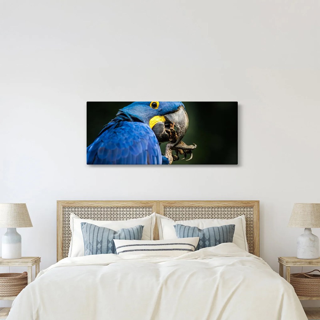 Obraz papagája (120x50 cm)