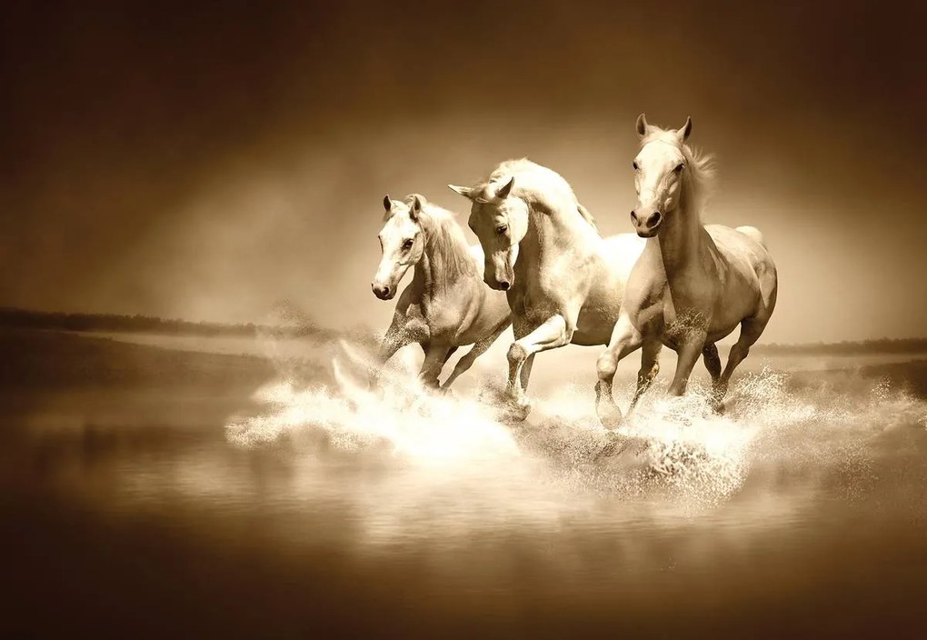 Fototapeta - Biely kôň cvála na vode (254x184 cm)