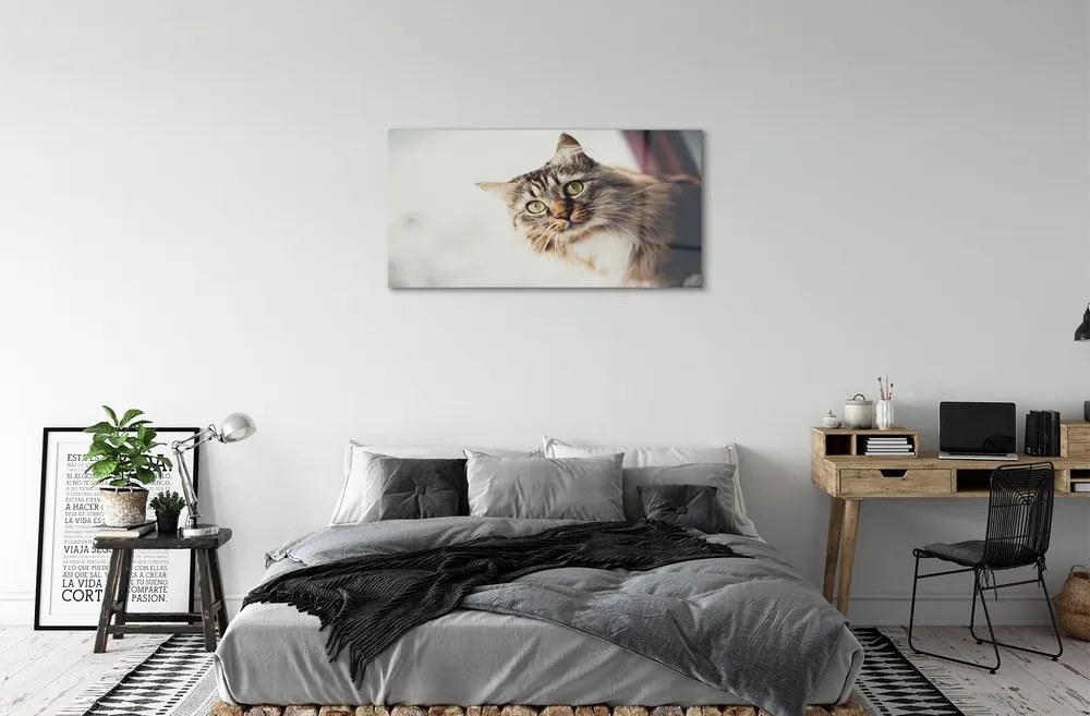 Sklenený obraz Mainská mývalia mačka 100x50 cm