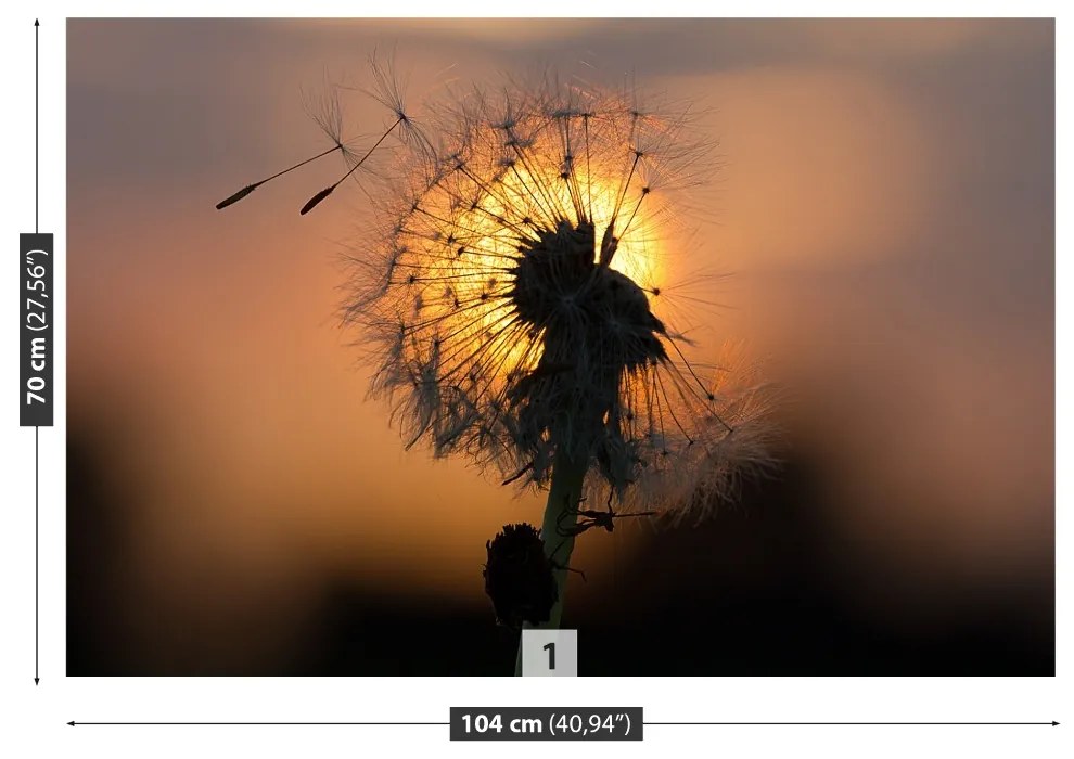 Fototapeta Vliesová Púpava slnka. 104x70 cm