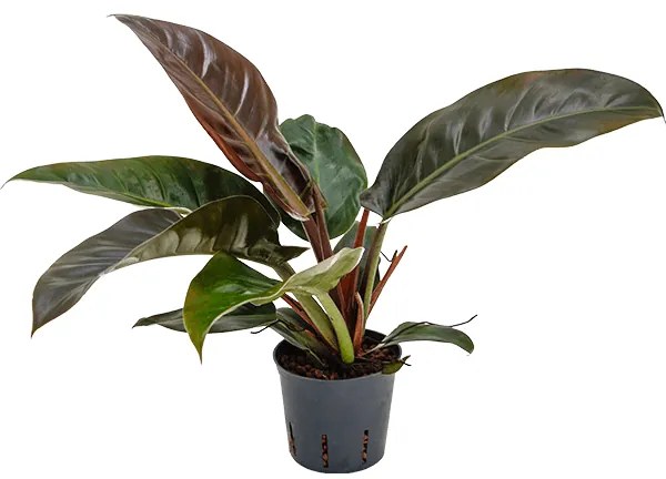 Philodendron imperial red 13/12 výška 35 cm