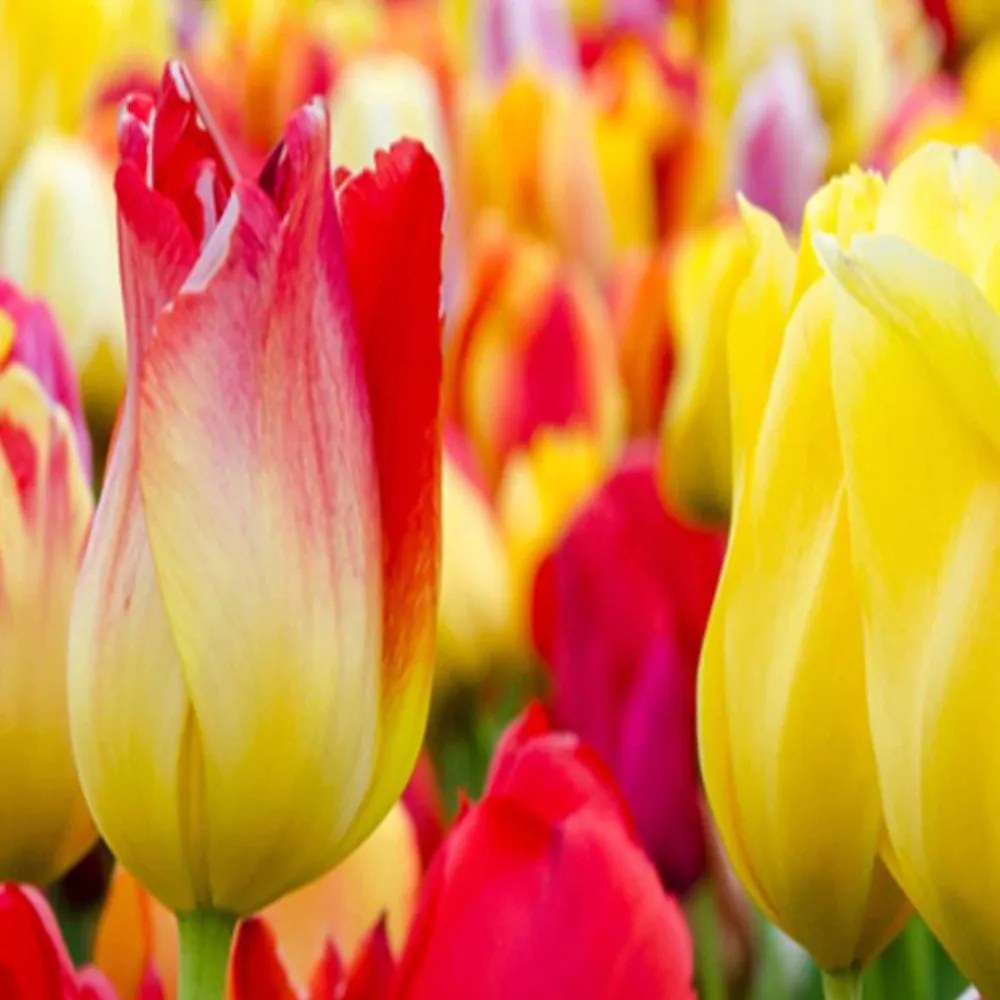 Gario Paraván Pestrofarebné tulipány Rozmery: 180 x 170 cm, Prevedenie: Klasický paraván