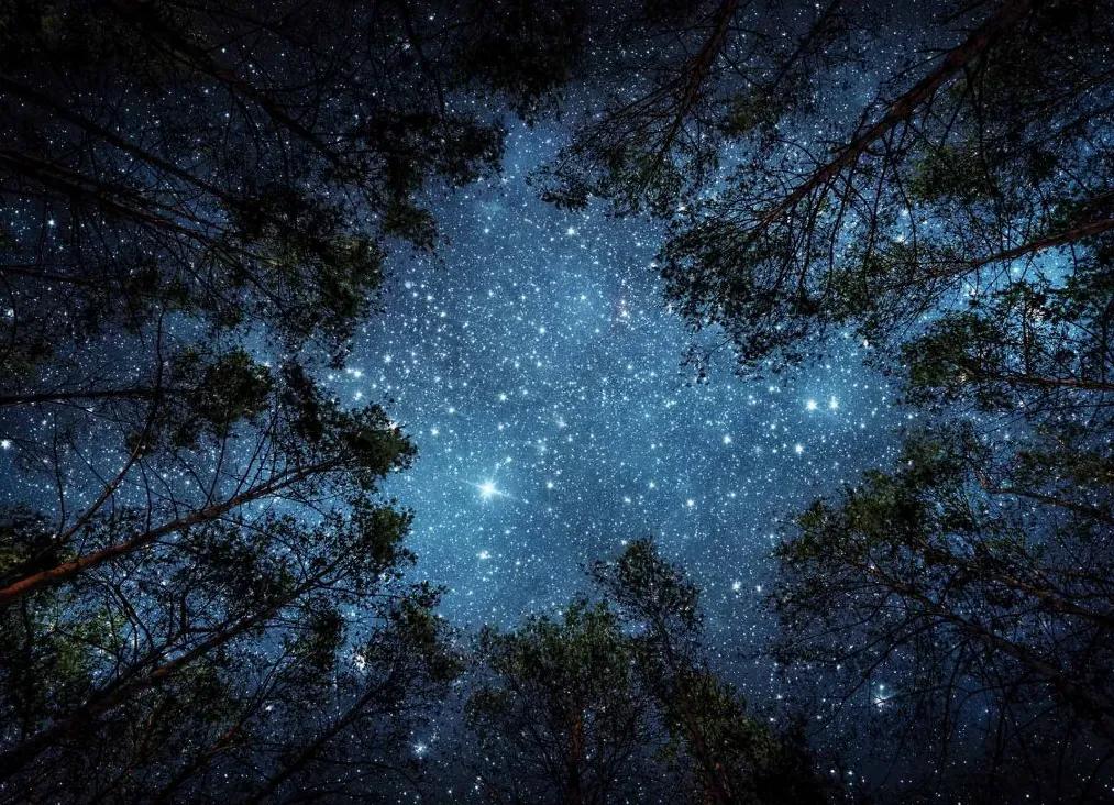 Manufakturer -  Tapeta Night sky in the forest
