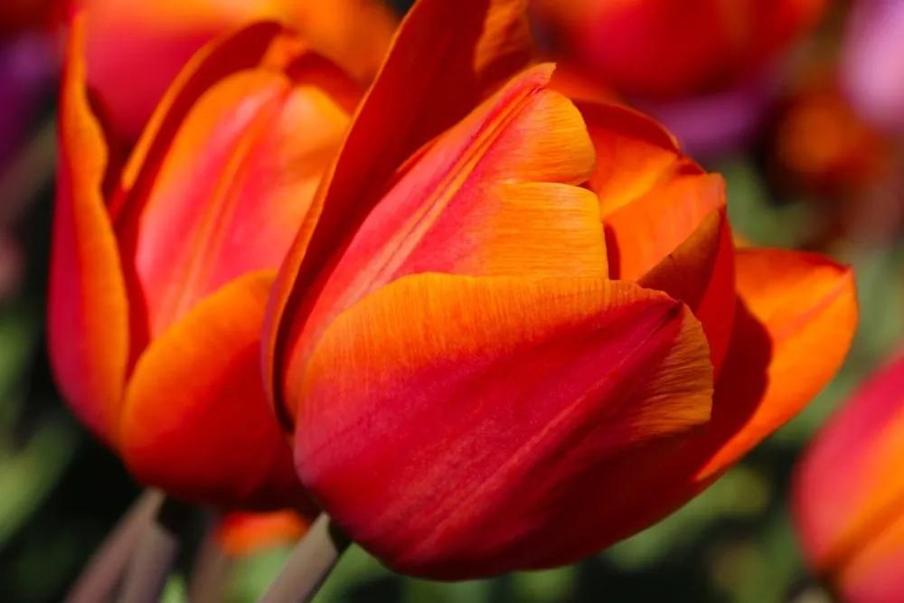 Obraz nádherné tulipány na lúke - 60x40