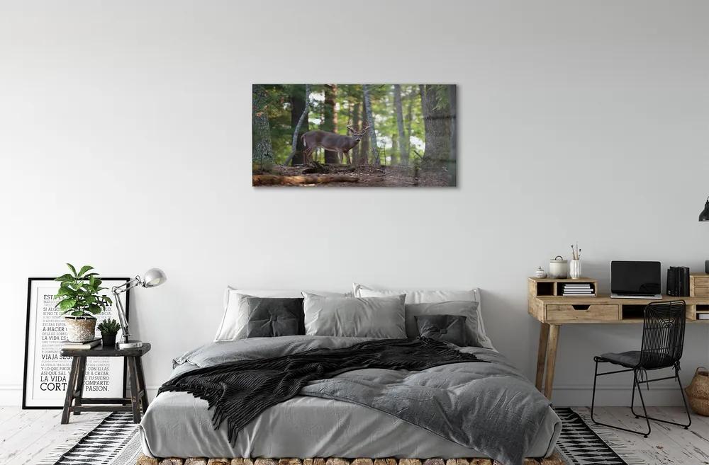 Sklenený obraz jeleň lesný 125x50 cm