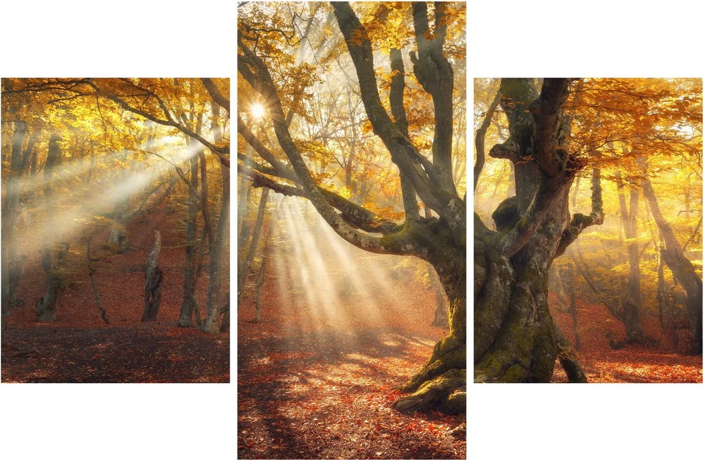 Obraz - Jesenný svit (90x60 cm)