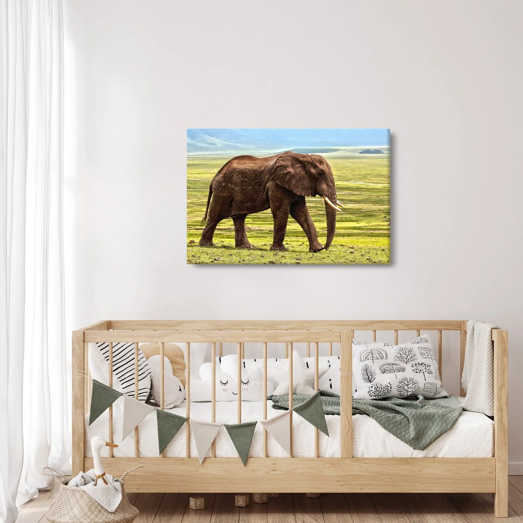 Obraz slona (90x60 cm)