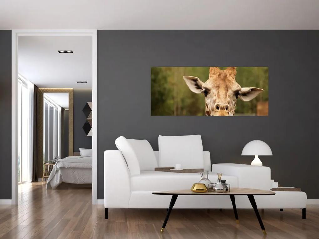 Obraz žirafy (120x50 cm)