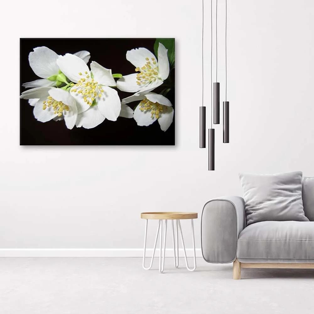 Obraz na plátně Jasmín Květina Příroda - 120x80 cm