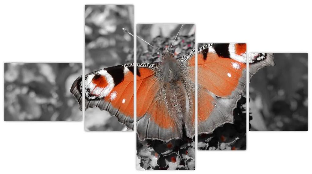 Oranžový motýľ - obraz