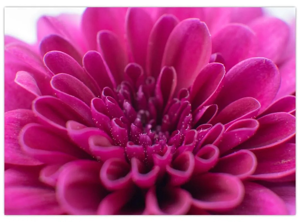 Sklenený obraz kvetu (70x50 cm)