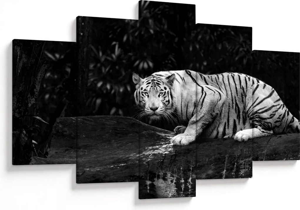 Obraz - Tiger albín, čiernobiely (150x105 cm)