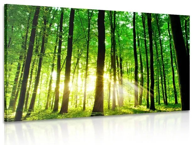 Obraz svieži zelený les