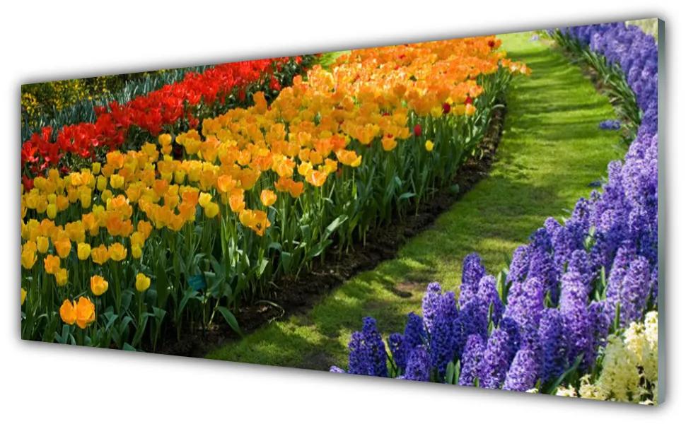 Obraz plexi Kvety záhrada tulipány 125x50 cm