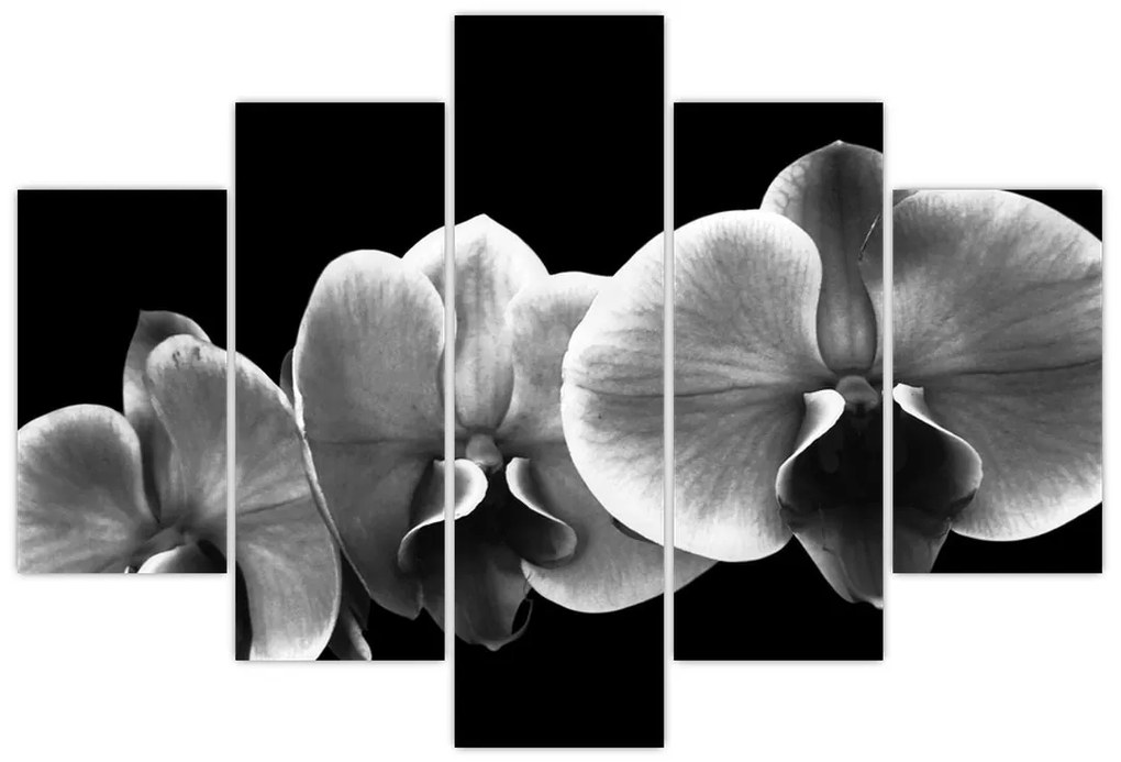 Obraz kvetu orchidey (150x105 cm)