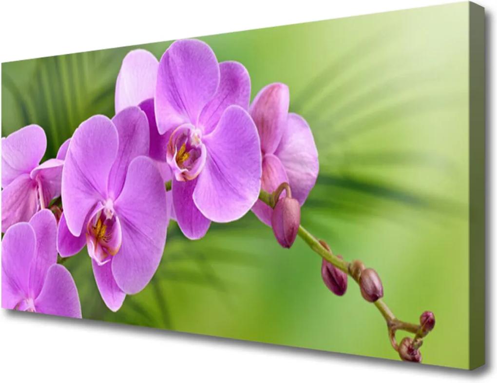 Obraz Canvas Vstavač Orchidea Kvety