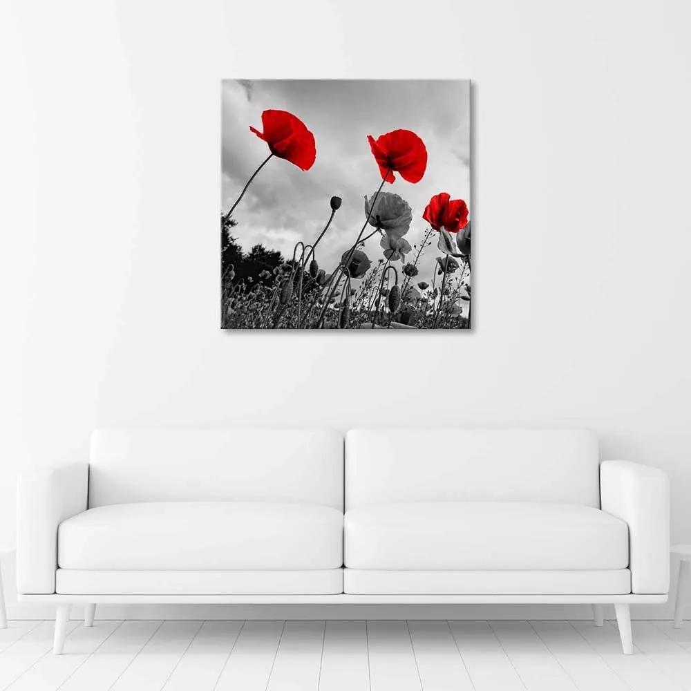 Obraz na plátně Červené květy máku louka příroda - 40x40 cm