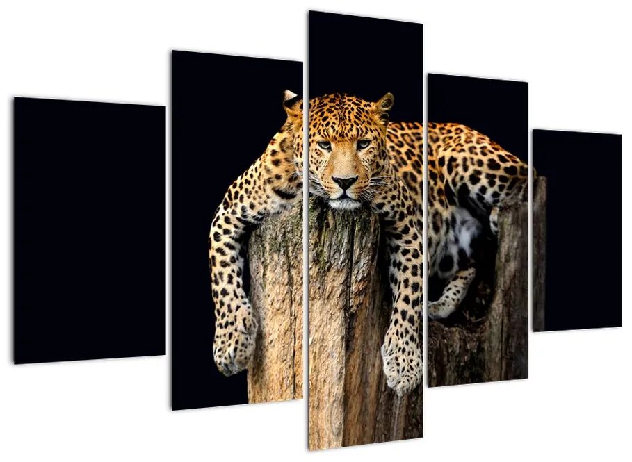 Leopard, obraz