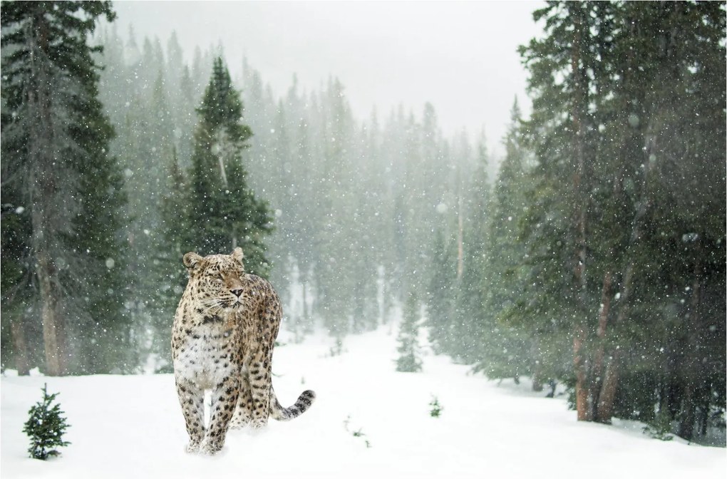 Obraz leoparda v snehu (90x60 cm)