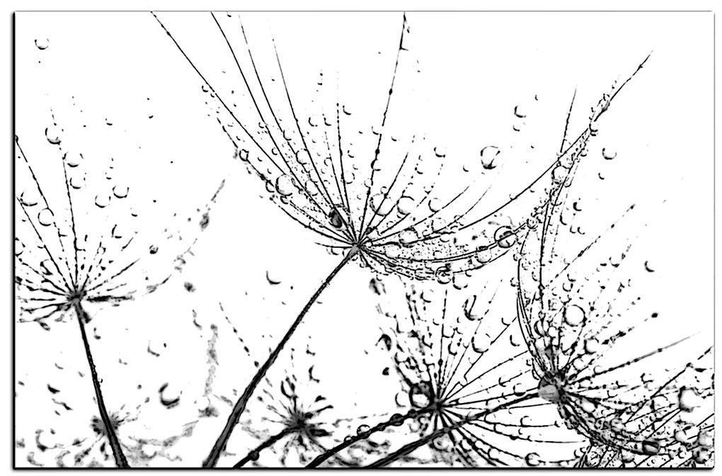 Obraz na plátne - Pampeliškové semienka s kvapkami vody 1202QA (100x70 cm)