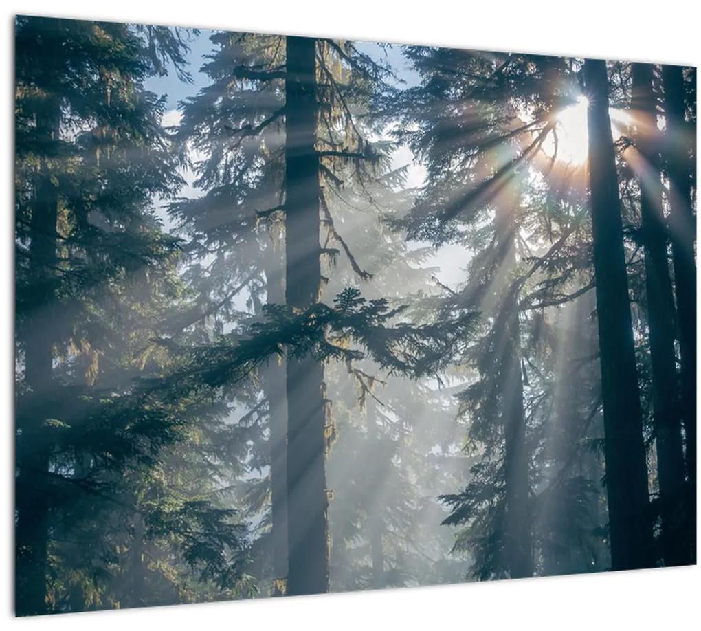 Sklenený obraz stromov s presvitajúcim slnkom (70x50 cm)