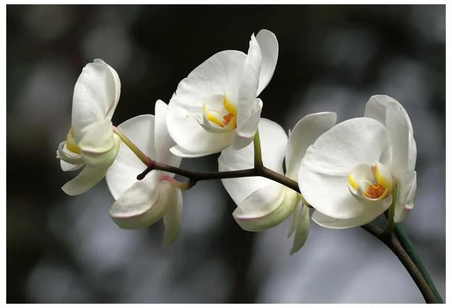 Fototapeta Vliesová Biela orchidea 208x146 cm