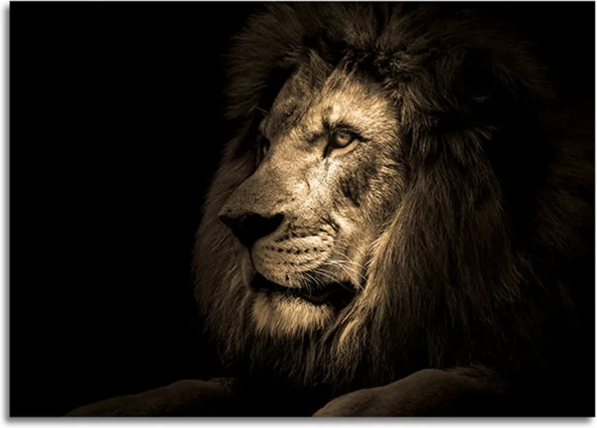 Obraz na skle Styler - Lion 100x70 cm