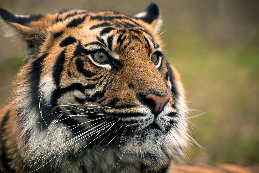 Samolepiaca fototapeta bengálsky tiger - 300x200