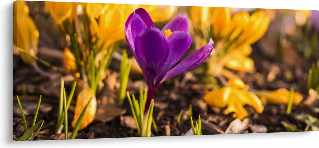 Obraz fialovej kvetiny (120x50 cm)