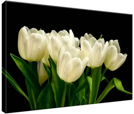 Obraz na plátne Biele tulipány - Mark Freeth 30x20cm 1601A_1T