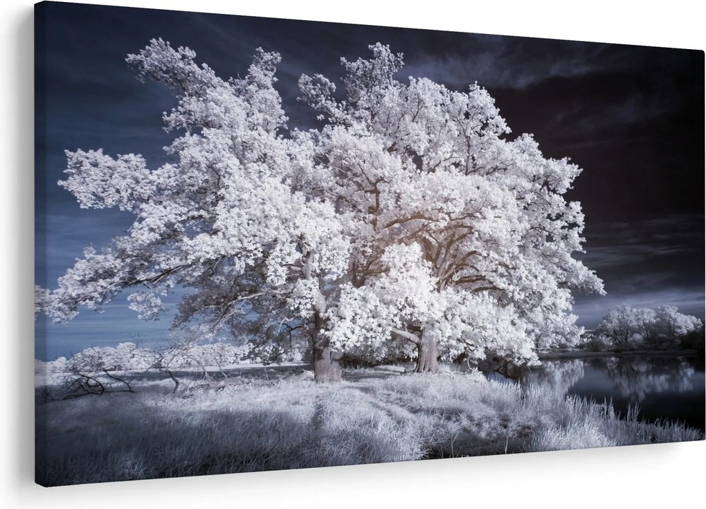 Obraz - Snehobiely strom (90x60 cm)
