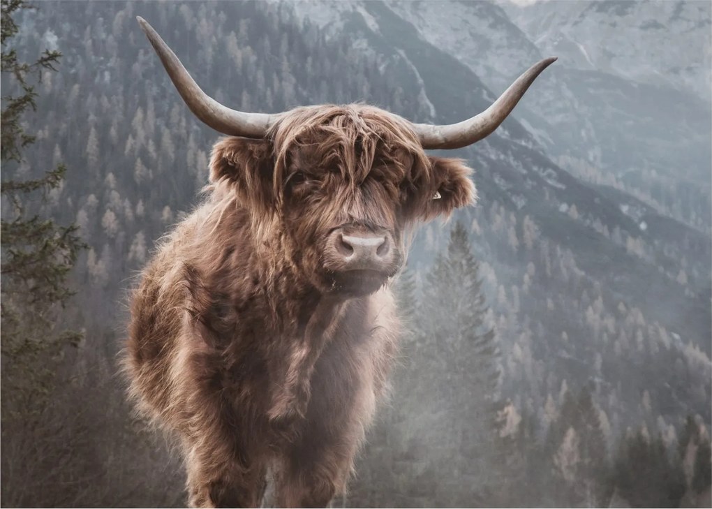 Sklenený obraz - Highlander krava (70x50 cm)