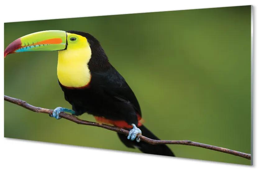 Sklenený obraz Farebné papagáj na vetve 120x60 cm