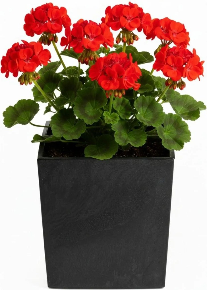 Květináč FLORE Beton 30,5x29,5x29,5 cm černý