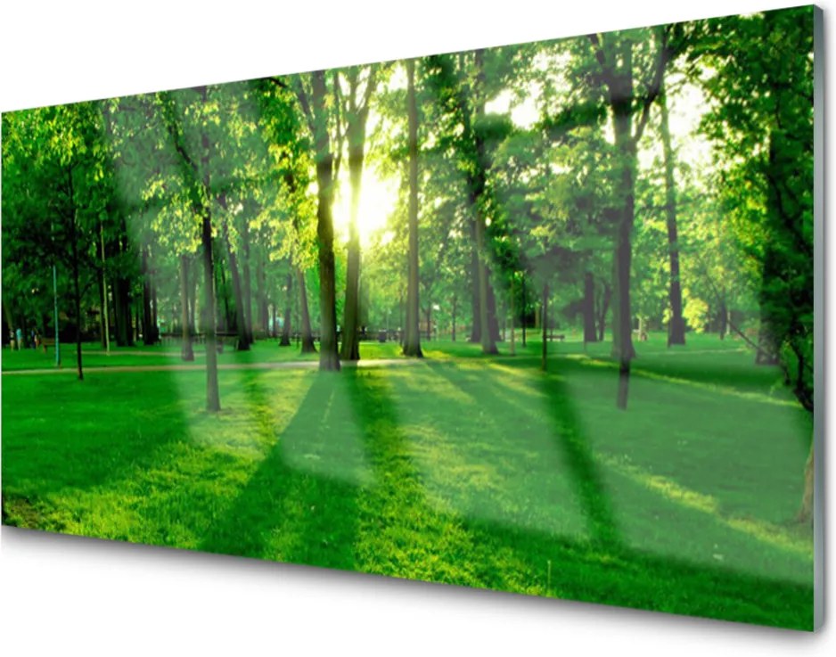 Obraz na skle Sklenený Les Príroda