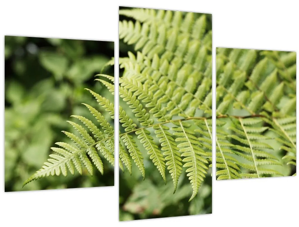 Obraz - Papradinový list (90x60 cm)