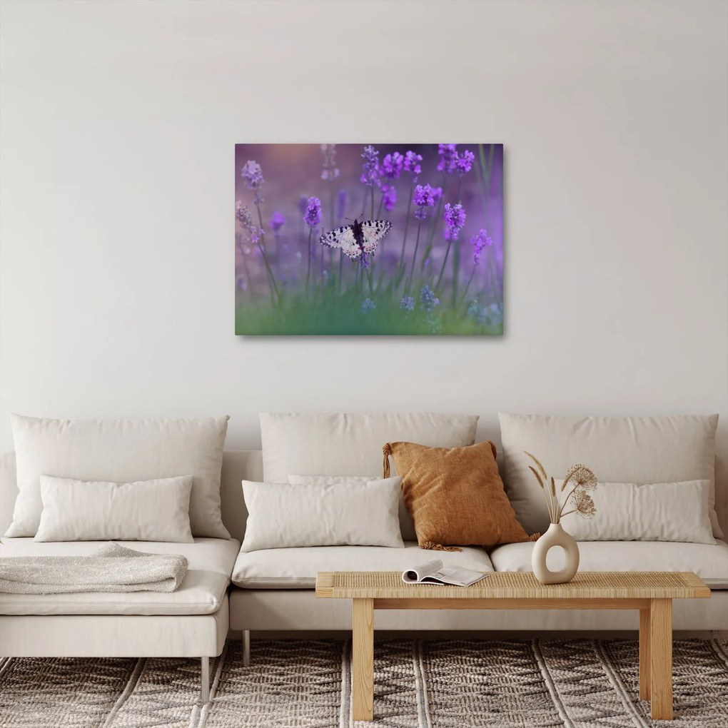 Obraz - Motýľ v levanduli (70x50 cm)