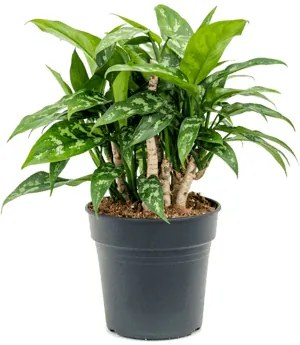 Aglaonema Maria 19x35 cm