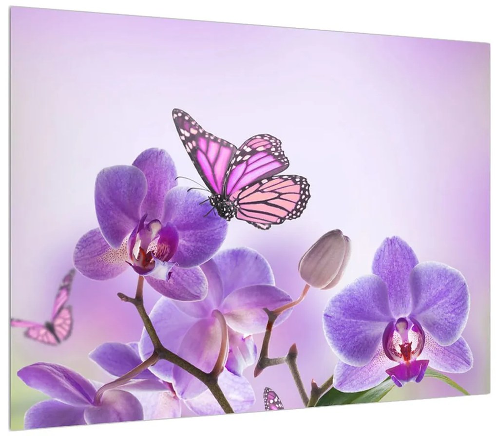 Obraz motýľa na kvetoch orchidee (70x50 cm)