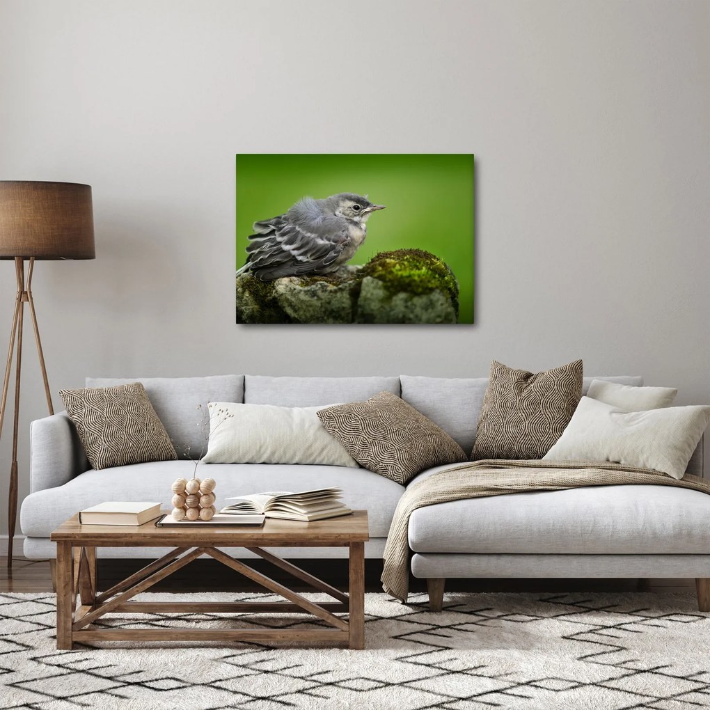 Obraz - Muchárik (70x50 cm)