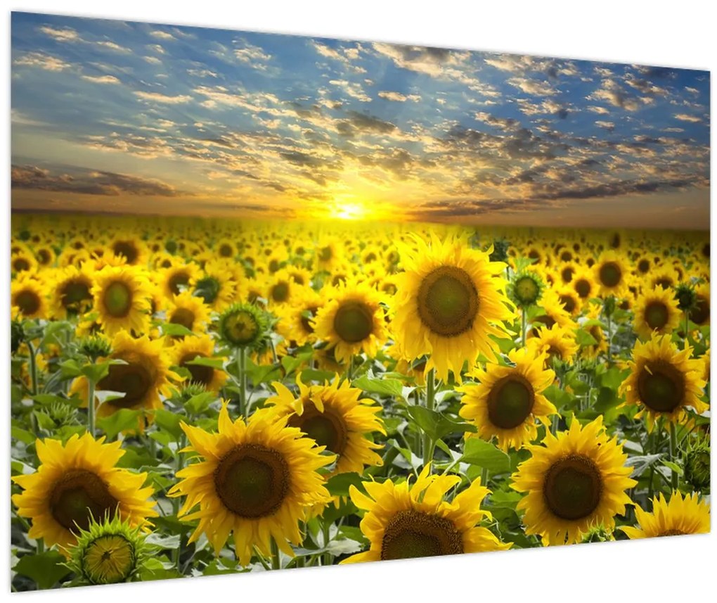 Obraz - Slnečnica pri západe slnka (90x60 cm)