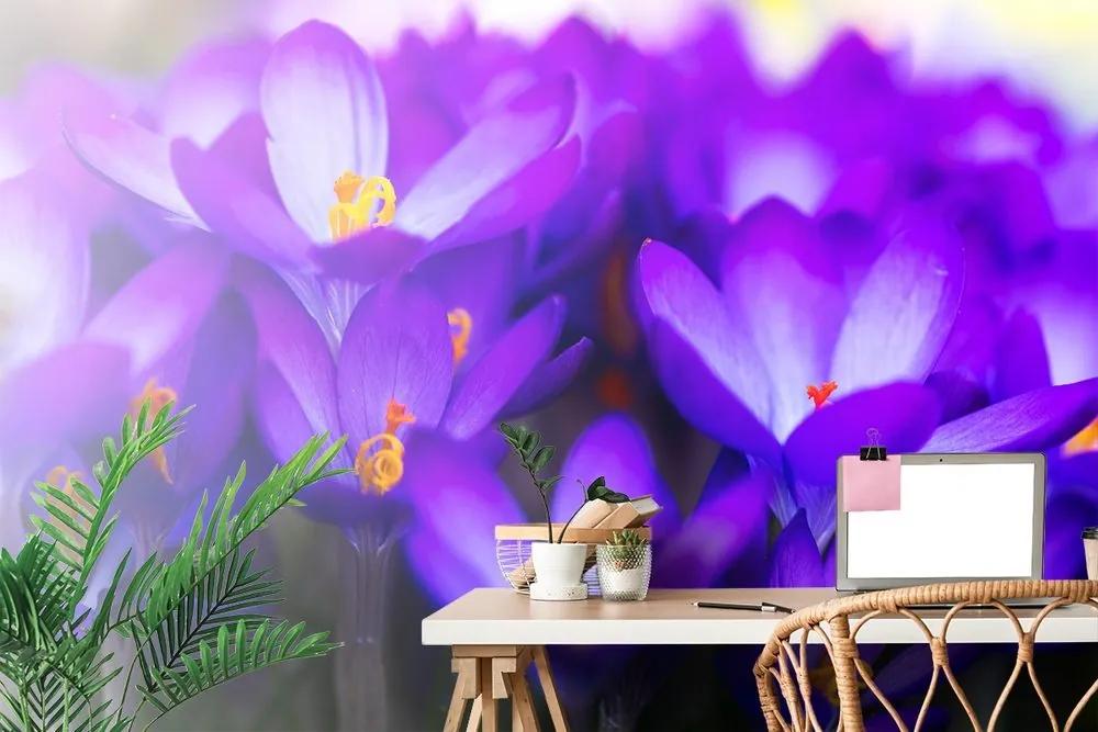 Fototapeta kvitnúci fialový šafrán - 150x100