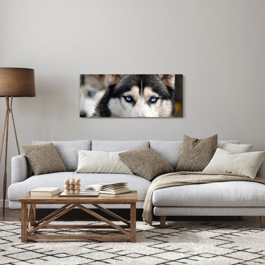 Obraz psa husky (120x50 cm)