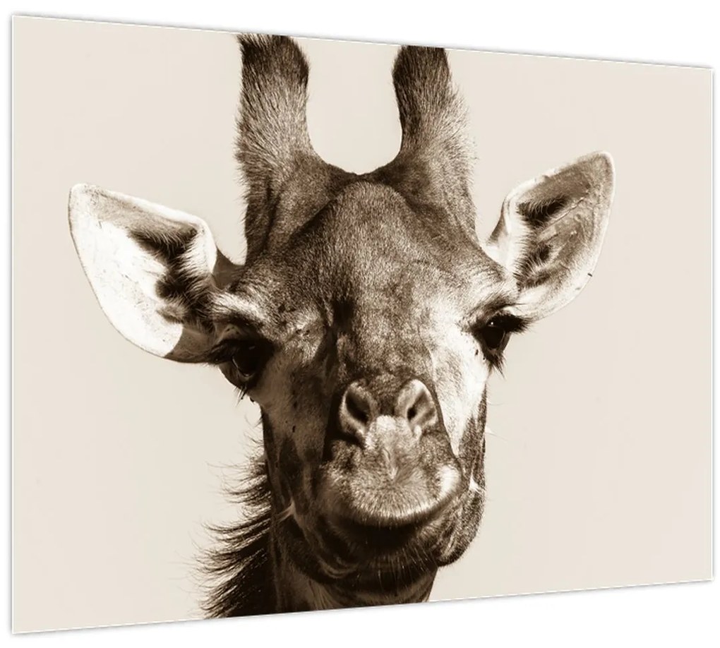 Sklenený obraz - Portrét žirafy, vintage (70x50 cm)