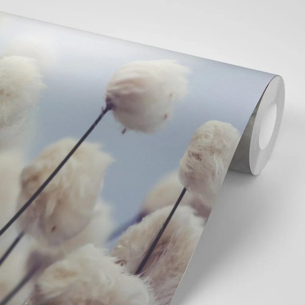 Samolepiaca fototapeta arktické kvety bavlny - 375x250