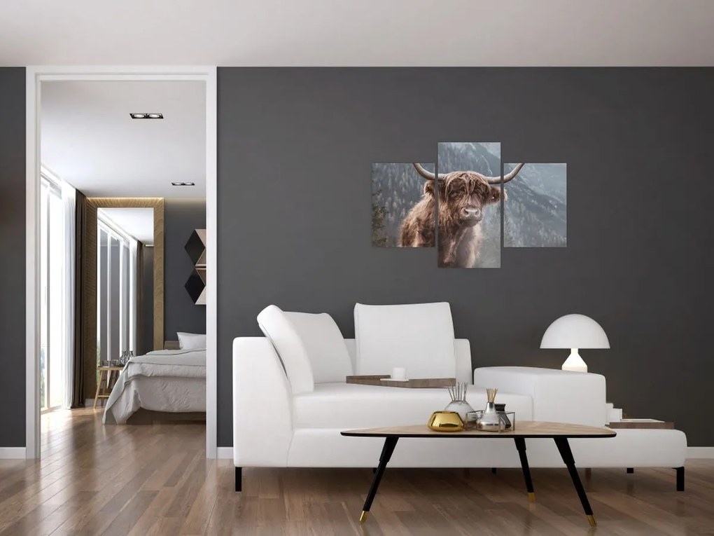 Obraz - Highlander krava (90x60 cm)