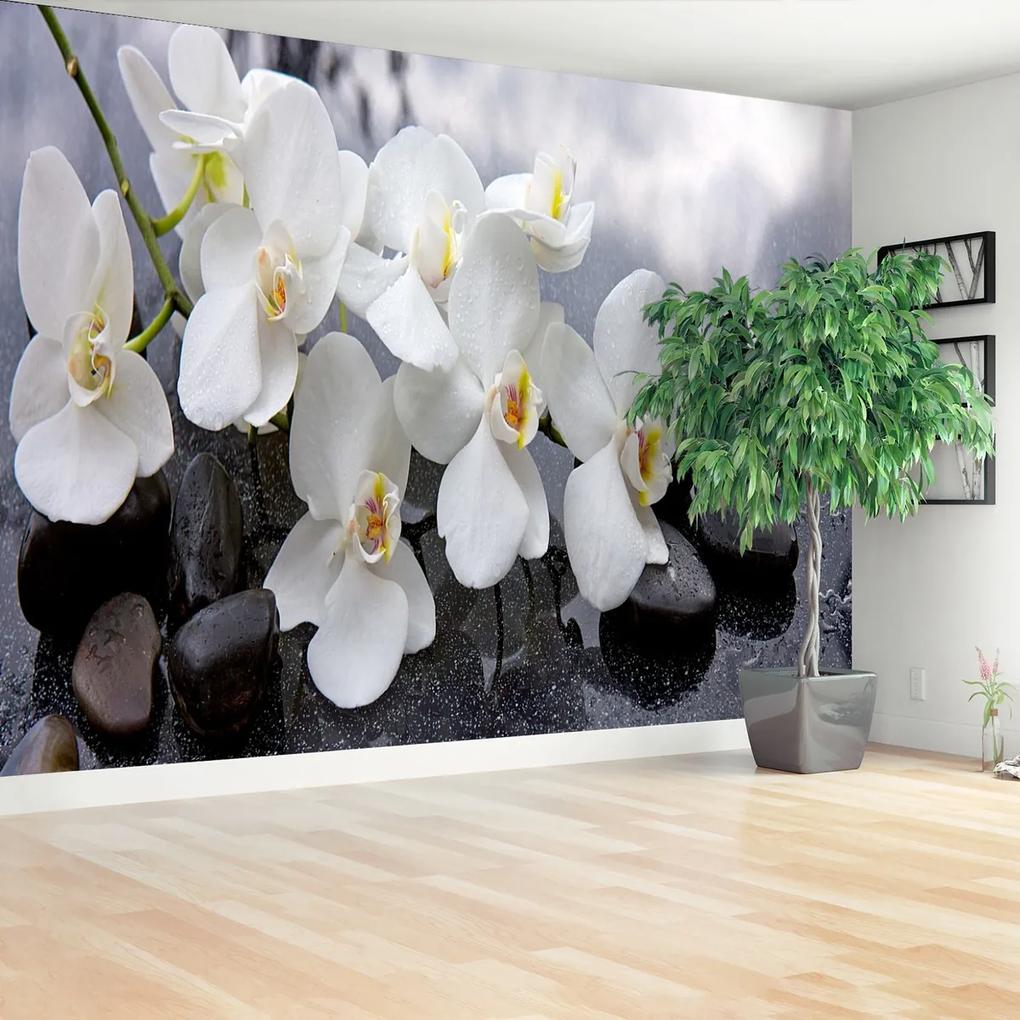 Fototapeta orchidea kamene