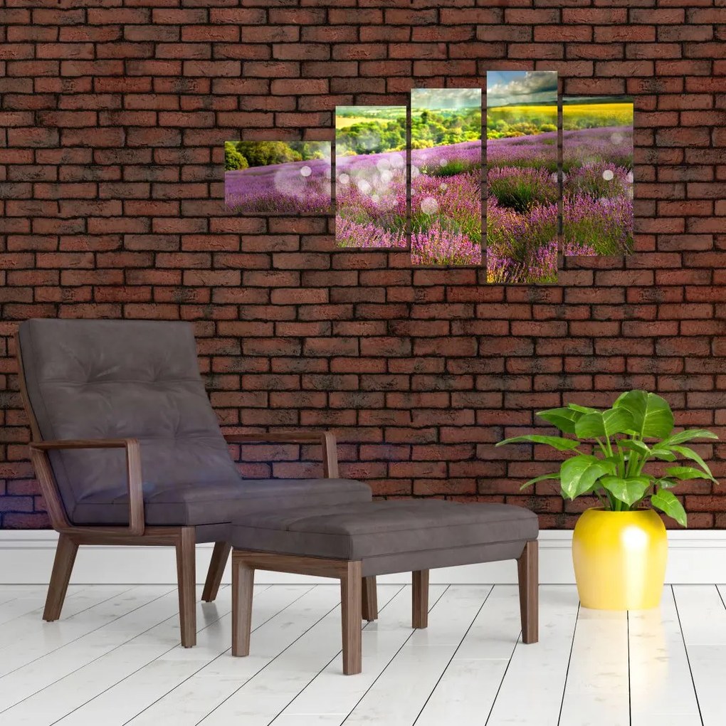 Levanduľové polia - obraz