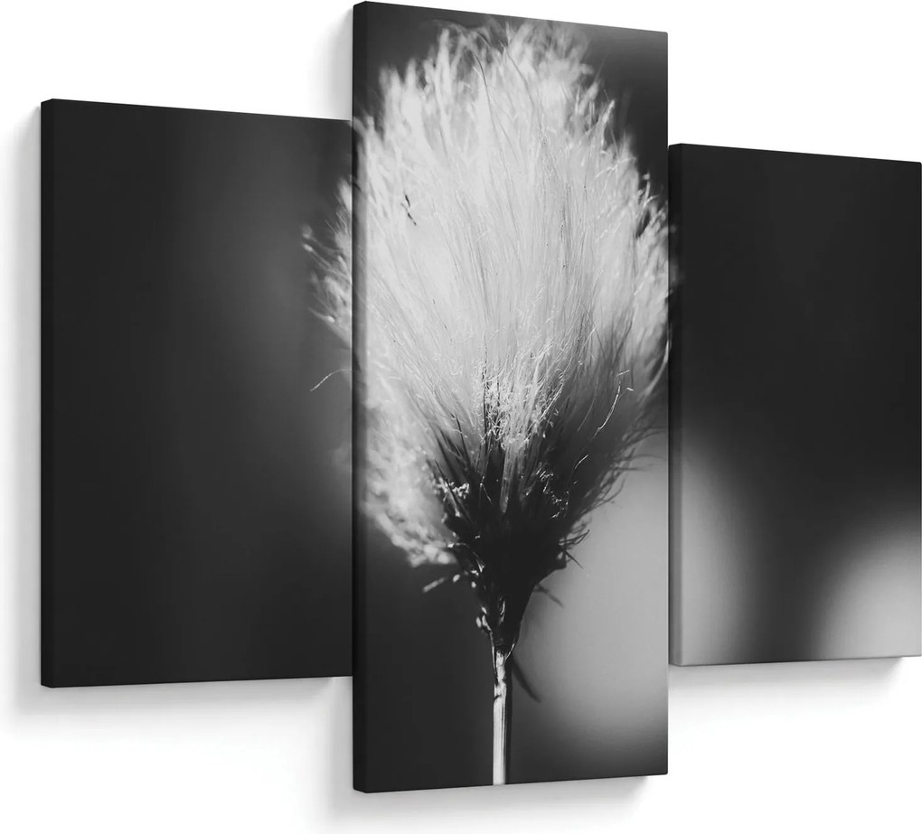 Obraz - Čiernobiely cottongrass (90x60 cm)
