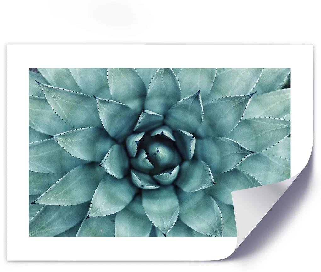 Gario Plagát Modré listy agáve Farba rámu: Bez rámu, Rozmery: 100 x 70 cm